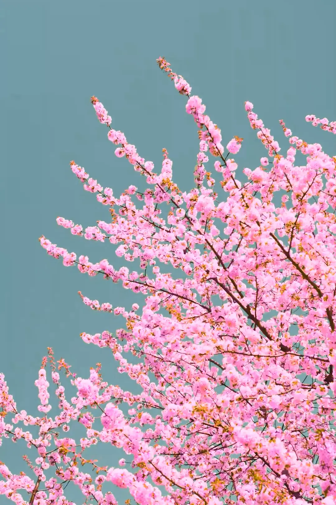 Pink cherry blossom branches against a clear blue sky, conveying a sense of springtime renewal and tranquility. The bright colors evoke a cheerful mood.